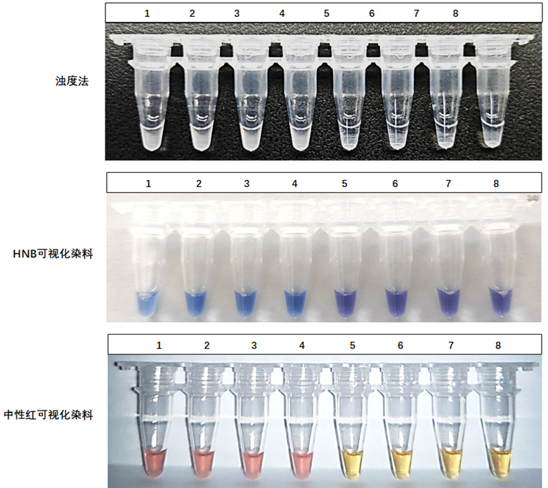 1-4：ASFV-p72基因質(zhì)粒；5-8：NTC